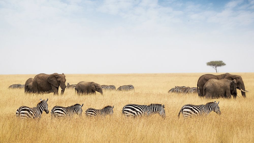 Elephants and zebras sharing open grassland