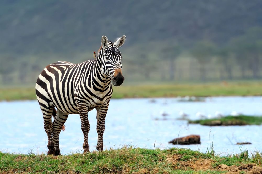 A zebra standing beside a lake